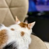 てれびねこ…アート的な