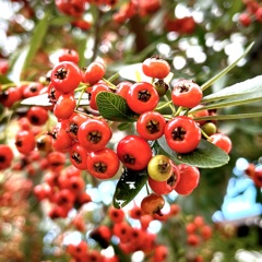 my garden その4… ピラカンサ
