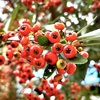my garden その4… ピラカンサ