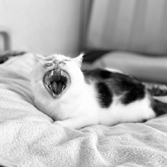 怪獣ねこ
