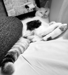 境界線引くねこ
