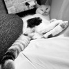 境界線引くねこ