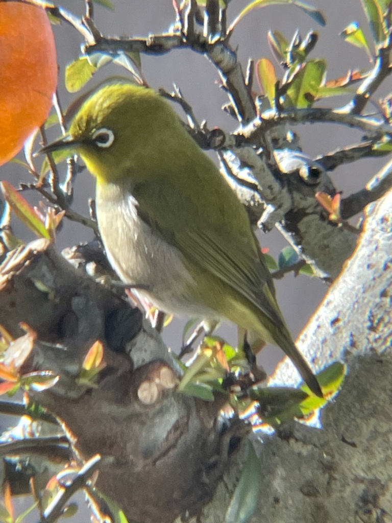 みかんに誘われて