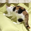ここ掘れにゃんにゃん