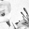 華…その4