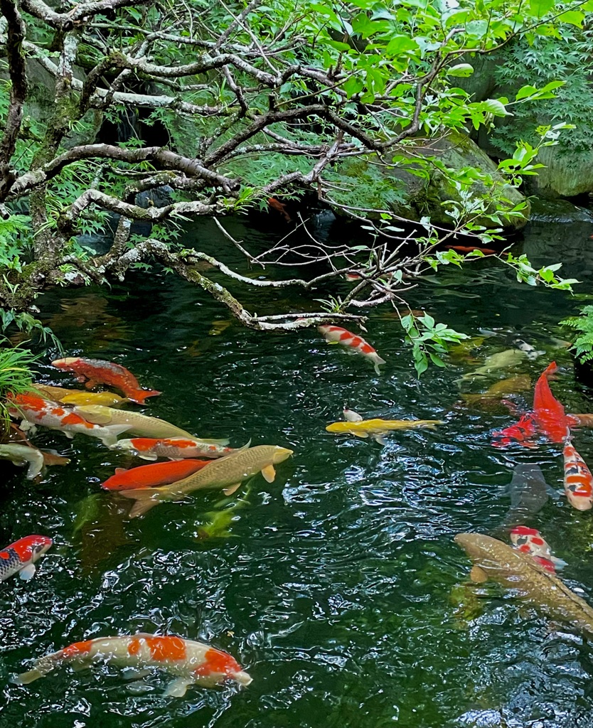 隠れ家カフェ続き…錦鯉！