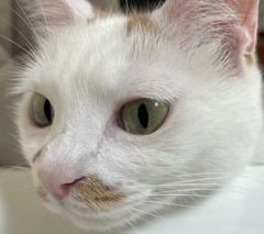 女優シリーズその3…どアップねこ