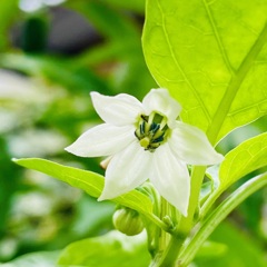 my garden その2…ピーマンの花