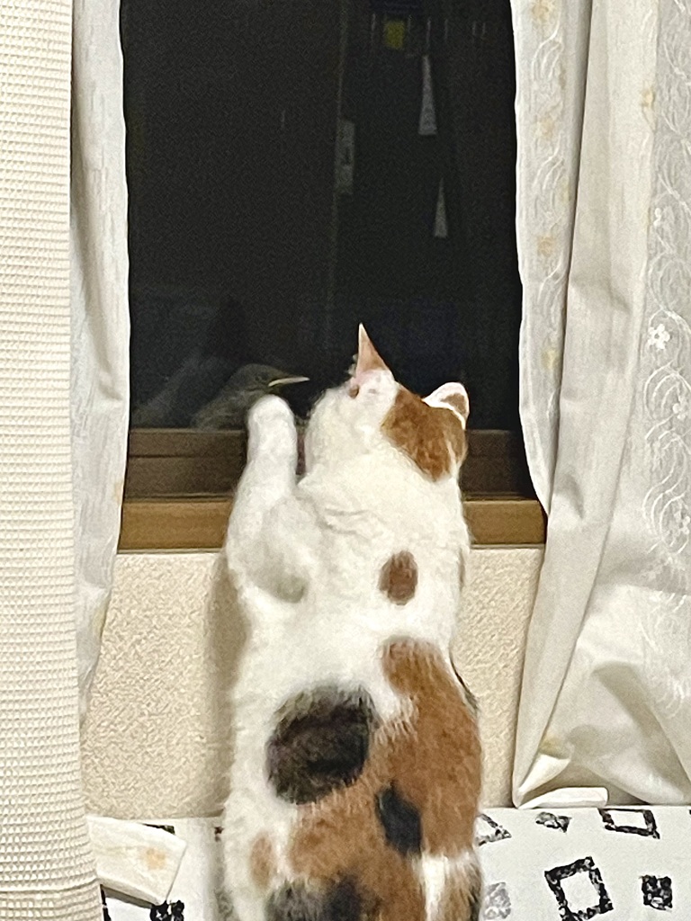 ひなとお近づきになりたいねこ