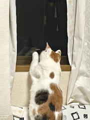 ひなとお近づきになりたいねこ
