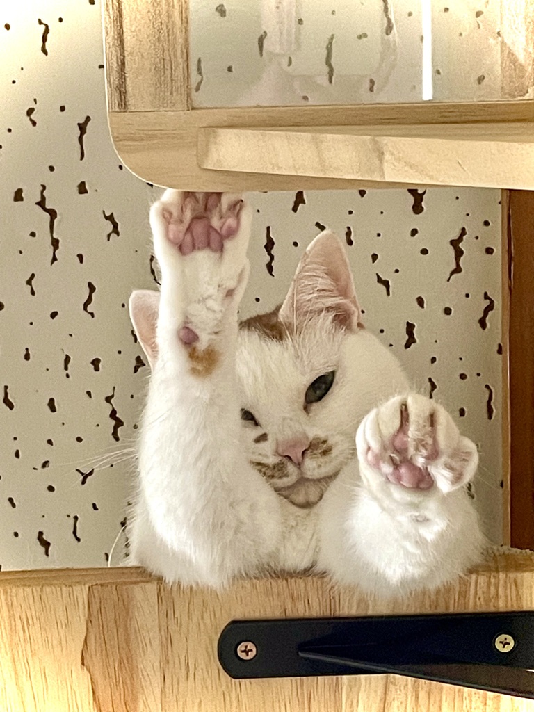 寝起きねこ　ねえねえ〜♡