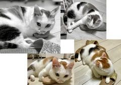 固守ねこ