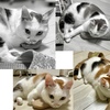 固守ねこ