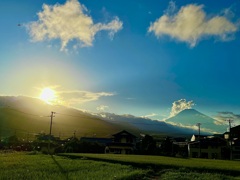 夕景…陽を浴び光るトンボたち