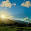 夕景…陽を浴び光るトンボたち