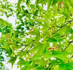 恥じらうプロペラ…2