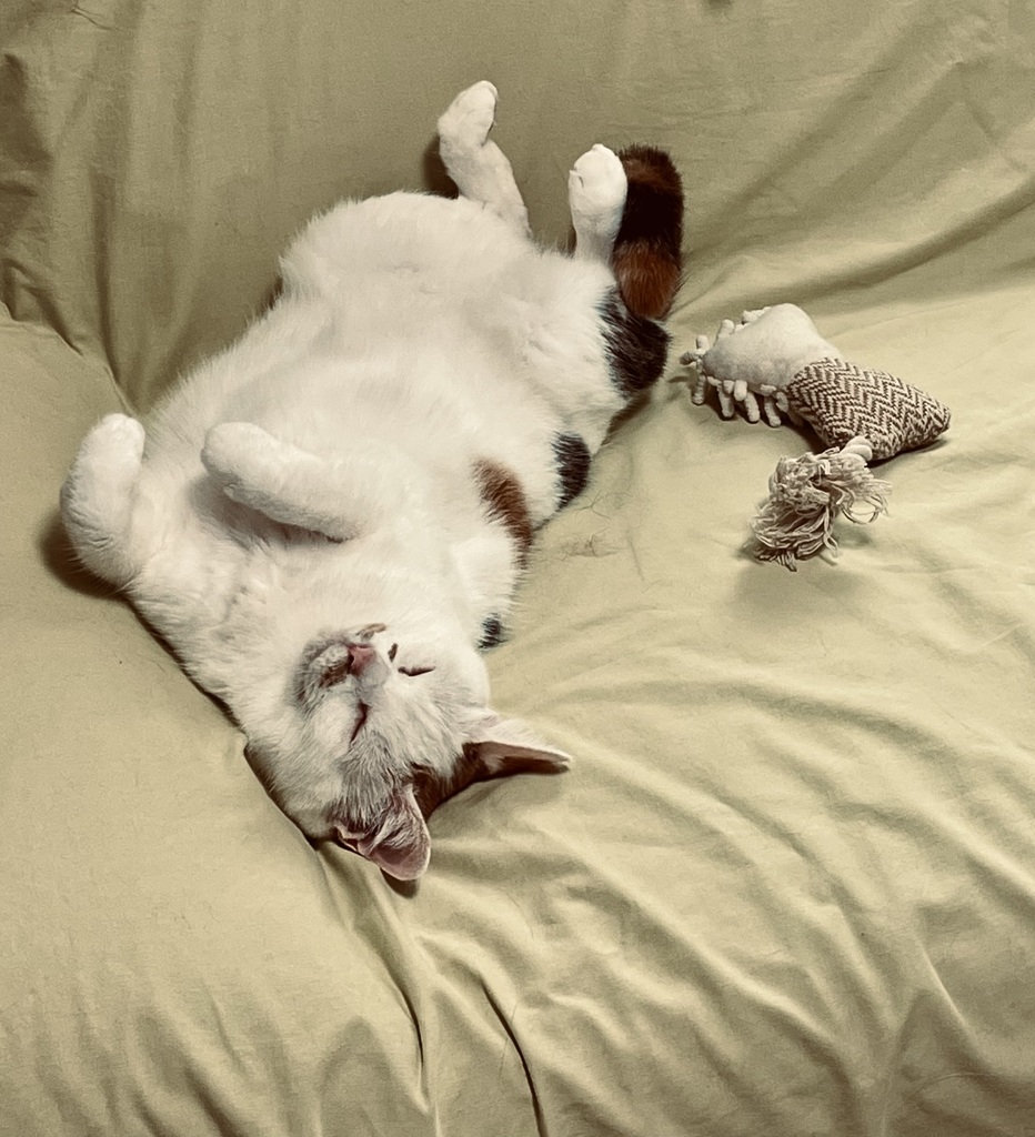 へそ天ねこ