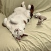 へそ天ねこ