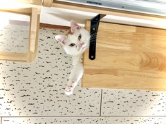 キャットウオークより愛を込めて♡