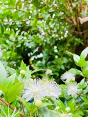 高貴
