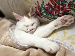 爆睡ねこ