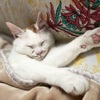 爆睡ねこ