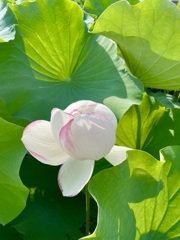 蓮