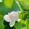 蓮