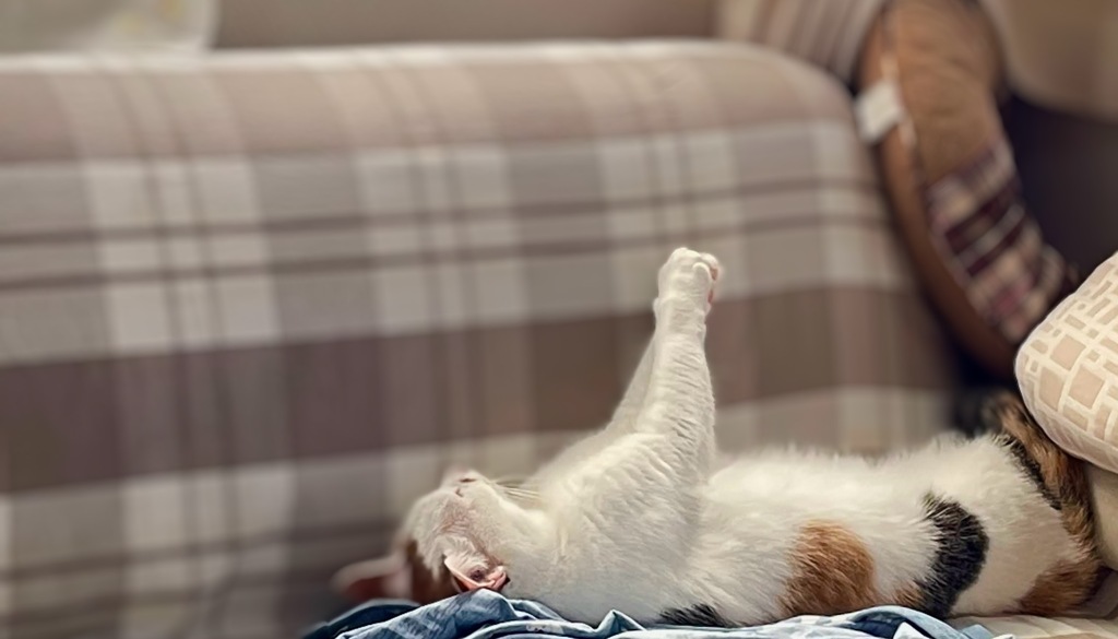 祈るねこ