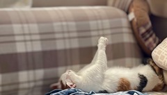 祈るねこ