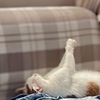 祈るねこ