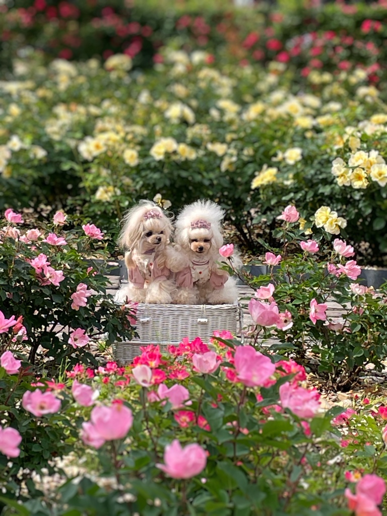 バラ園…その6  モデル犬