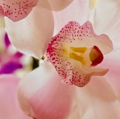 可愛い踊り子さん