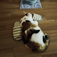 スリッパ♡ねこ…その後