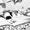 うっとりねこ