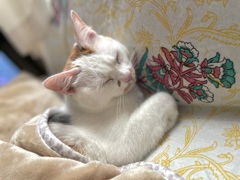 まどろむねこ