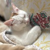 まどろむねこ