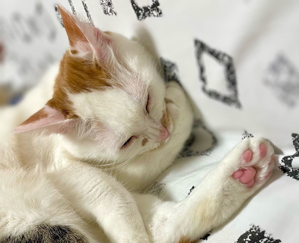 鼻のしわ