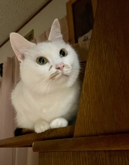 あっち向いてホイねこ