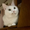 あっち向いてホイねこ