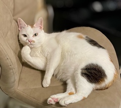 相談に乗るねこ…ふむ、そうにゃの？