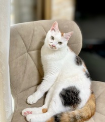 女優シリーズその1 …美女役ねこ