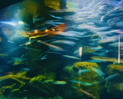 涼しげな〜魚たち
