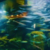 涼しげな〜魚たち