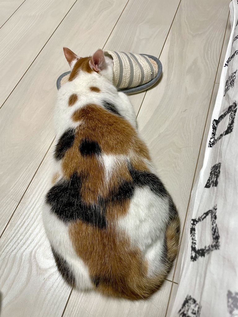 次の日も⁉︎スリッパ♡ねこ