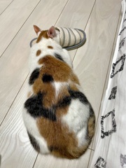 次の日も⁉︎スリッパ♡ねこ