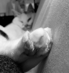 No！　拒否するねこ