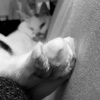 No！　拒否するねこ