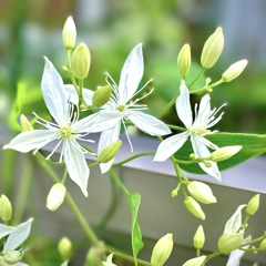 仙人草