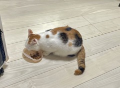 ナーバスなねこ
